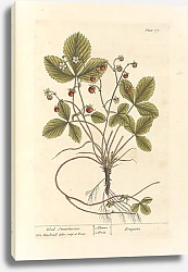 Постер Блэквелл Элизабет Лесная клубника