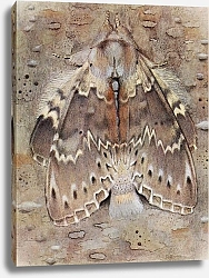 Постер Робер Поль-Андре Гетрская гарпия