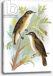 Постер Школа: Английская 20в. Reed Warbler and Sedge Warbler