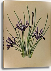 Постер Арендсен Арентина Сетчатая радужка