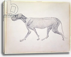 Постер Стаббс Джордж Tiger: Lateral View, Partially Dissected