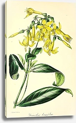 Постер Leianthus Longifolius