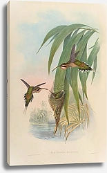 Постер Phoethornis Eurynome