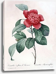 Постер Камелия с цветами