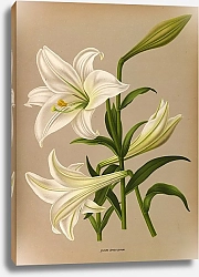Постер Арендсен Арентина Лилия длинноцветковая