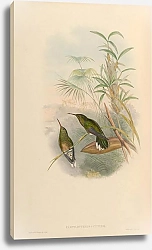 Постер Campylopterus  Cuvieri