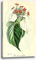 Постер Mussaenda Macrophylla