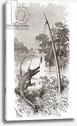 Постер Школа: Испанская 19в. An alligator trap on the Oyapock or Oiapoque River