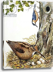 Постер Дэвис Р. (жив, дет) Woodland Birds