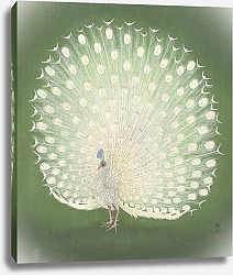 Постер Косон Охара Peacock