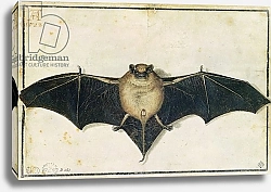 Постер Дюрер Альбрехт Bat, 1522