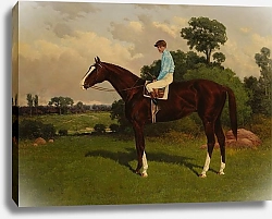 Постер Сталл Генри Настурция с жокейским верхом