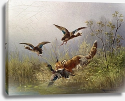 Постер Мюллер Моритц Лиса гоняется за утками