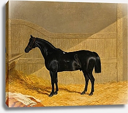Постер Херринг Джон Черный Конь В Конюшне