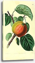 Постер Раннее красное яблоко Маргарет