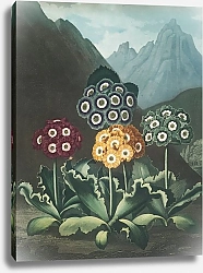 Постер Торнтон Роберт Группа ушных раковин