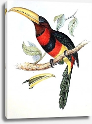 Постер Banded Aracari