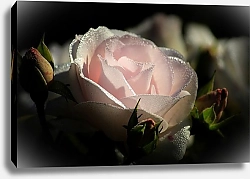 Постер Бледно-розовая роза в каплях росы