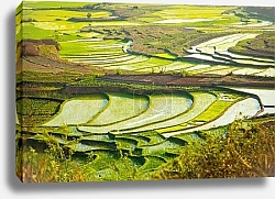 Постер Весна на террасах рисовых полей Мадагаскара, город Амбоситра