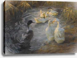 Постер Кестер Александр Утки В Тростнике На Пруду