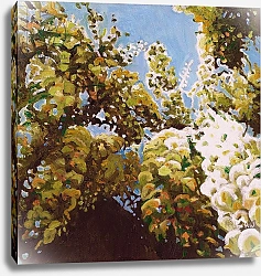 Постер Уайт Хелен Up into wisteria, 2011,