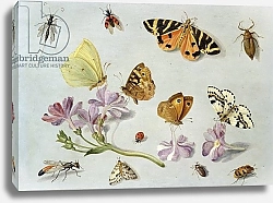 Постер Кессель Ян Butterflies, moths and other insects with a sprig of periwinkle
