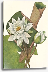 Постер Уолкотт Мари Американская водяная лилия. Касталия пахучая