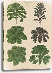 Постер Бенари Эрнст Borecoles or Kales. Brussel Sprouts