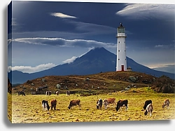 Постер Мыс Эгмонт, Новая Зеландия. Коровы на пастбище около маяка