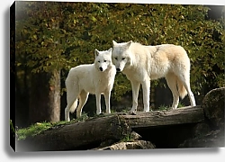 Постер Два белых волка в лесу