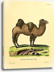 Постер Двугорбый верблюд