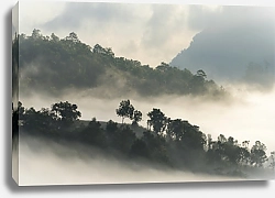 Постер Лес на высоком холме в тумане