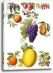 Постер Школа: Английская 20в. Fruits