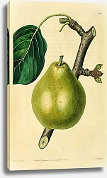Постер Лентяя груша Francreal
