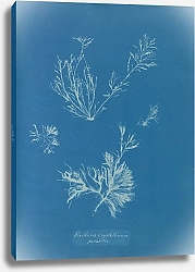 Постер Аткинс Анна Exilaria crystallinum, parasitic