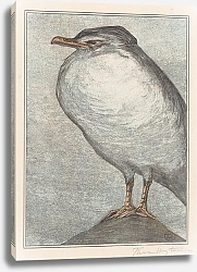 Постер Хойтема Тео Серебряная чайка