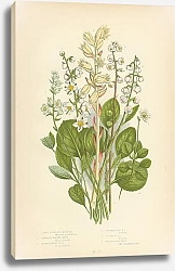 Постер Large Flowered Moneses, Serrated Winter-green, Round Leaved w.g., Intermediate w.g., Lesser w.g, Yel