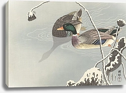 Постер Косон Охара Two Mallards near a Snow-Covered Lotus,