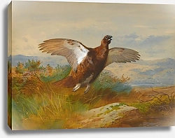 Постер Торнбурн Арчибальд (Бриджман) Red Grouse In Flight