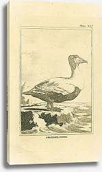Постер The Eider Goose 1