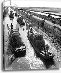 Постер Irrigation Canals Provide Transportation and Water to Wheat Fields Near the North Bank of the Yellow River