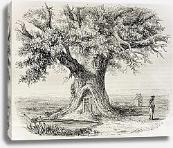 Постер Oak of Montravail, France. Created by Mely, published on Magasin Pittoresque, Paris, 1850