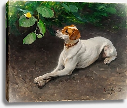 Постер Лильефорс Бруно Портрет собаки