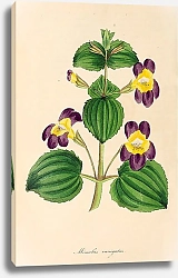Постер Mimulus variegatus 1