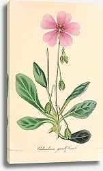 Постер Galandrina grandiflora