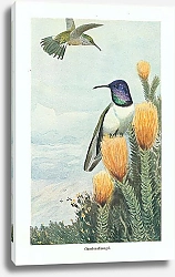 Постер Chimboraffobogel 1