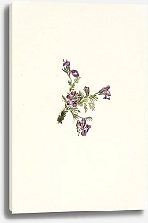 Постер Уолкотт Мари Alpine Pointvetch. Oxytropis podocarpa