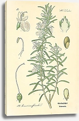 Постер Labiatae, Rosmarinus officinalis