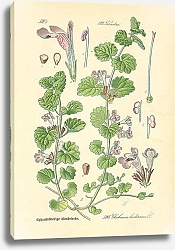 Постер Labiatae, Glechoma hederacea