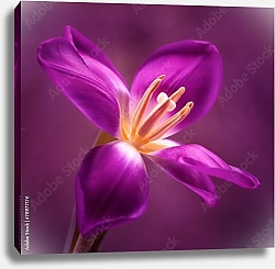 Постер Фиолетовый тюльпан №3